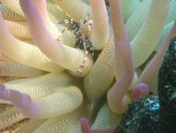 Spotted Cleaner Shrimp, macro digital with internal strobe by Pearce Daley 